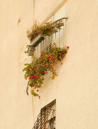 Potted plant against wall