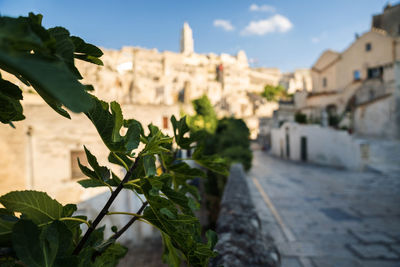 Close-up of plant against buildings in city