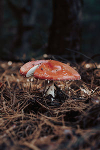 Red toadstool with on a white leg in the forest