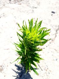 High angle view of plant growing on field