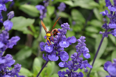 Close-up of insect on purple flowering plant