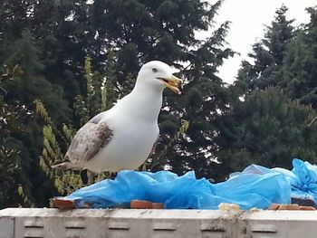 Bird perching on wall