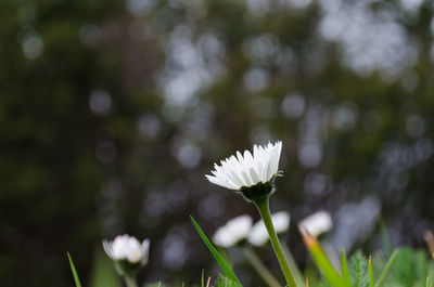 Close-up of white flowering plant