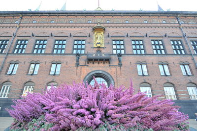 Low angle view of flowers in building