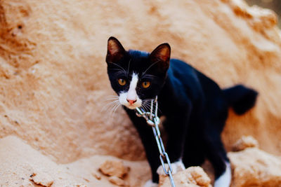 High angle portrait of black cat