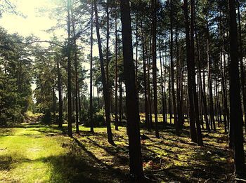 Trees in forest