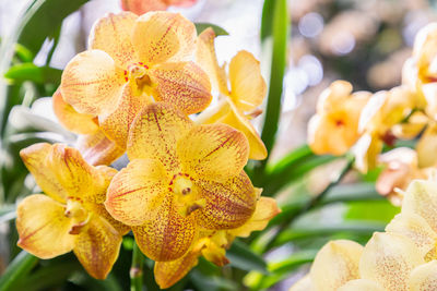 Close-up of yellow orchid