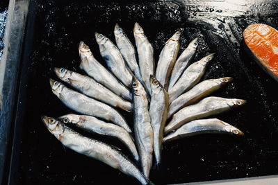 High angle view of fish on leaf