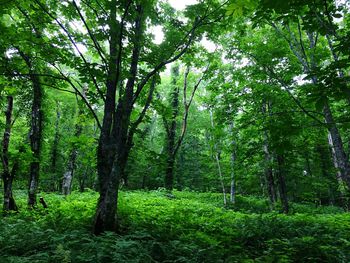 Trees in forest