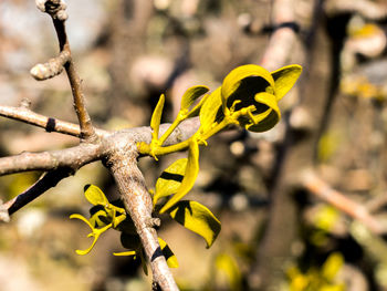 Close-up of yellow flower against blurred background