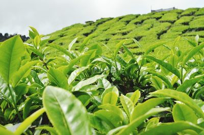 Close-up of fresh green plants against sky