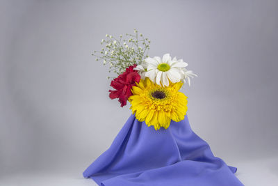 Close-up of white flower against blue background