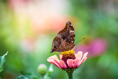 Close-up of butterfly pollinating on flower