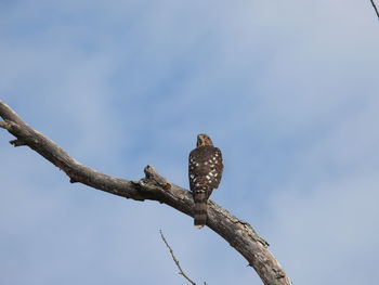 Low angle view of eagle perching on tree against sky