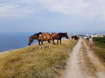 Horses on a field