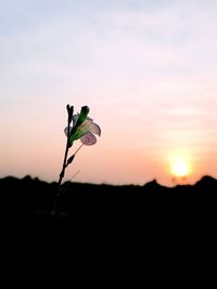 Silhouette plant against orange sky