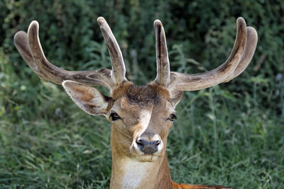 Close-up portrait of deer