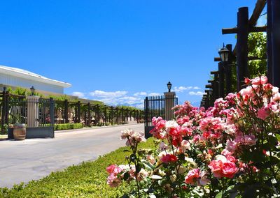 View of flowering plants against clear blue sky