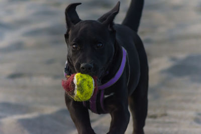 Black puppy carrying ball in mouth while running on ground