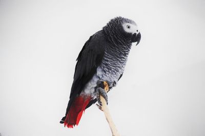Close-up of bird perching on white background
