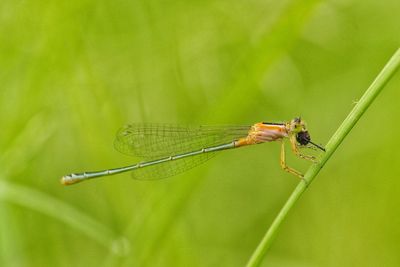 Close-up of dragonfly on leaf