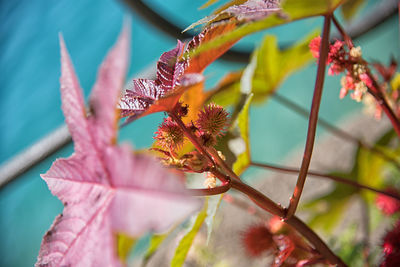 Close-up of flowers on branch