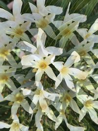 Close-up of white flowering plants