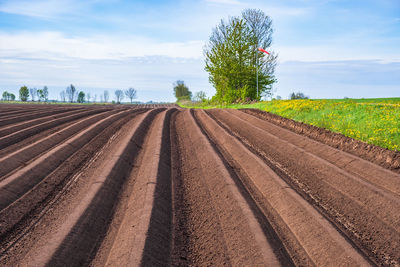 Field with plowed furrows in early summer