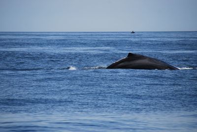 Humpback whale diving