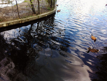 High angle view of ducks swimming on lake