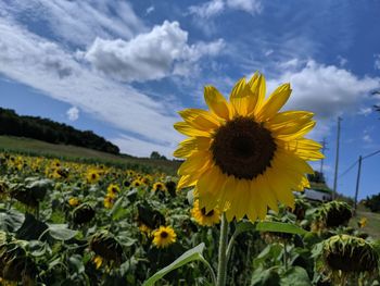 Close-up of sunflower on field against cloudy sky