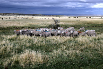 View of sheep on field against sky