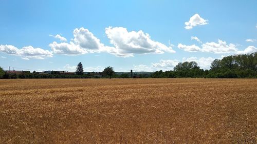 Scenic view of agricultural field against sky