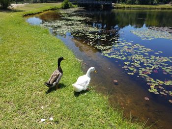 Ducks swimming in lake