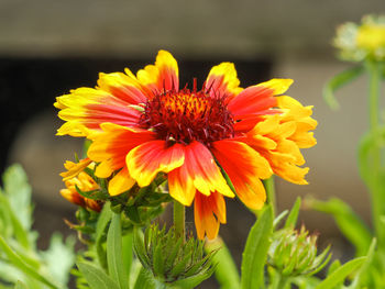Close-up of yellow flower