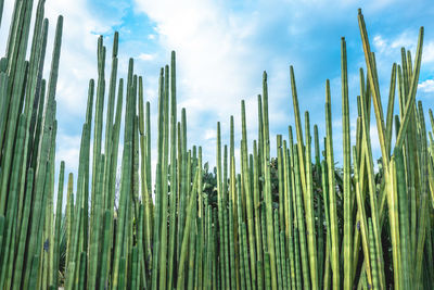 Low angle view of bamboo plants against sky