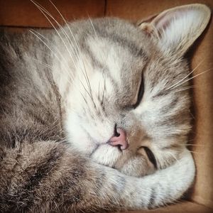 Close-up of cat sleeping