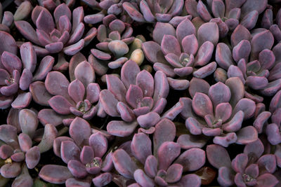 Full frame shot  close-up photo of succulent plants