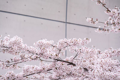 Close-up of cherry blossom tree