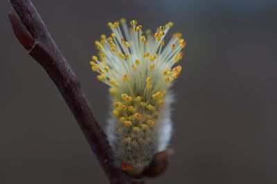 Close-up of white flowers