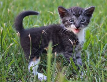 Black cat lying on grass