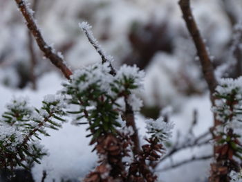 Close-up of snow covered pine tree