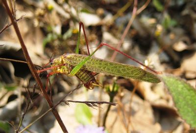 Close-up of insect on leaf