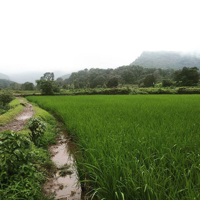 landscape, tranquil scene, field, green color, grass, tranquility, rural scene, agriculture, scenics, beauty in nature, growth, nature, clear sky, farm, grassy, green, crop, sky, cultivated land, plant