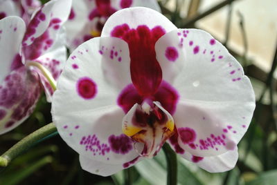 Close-up of pink flowers blooming outdoors