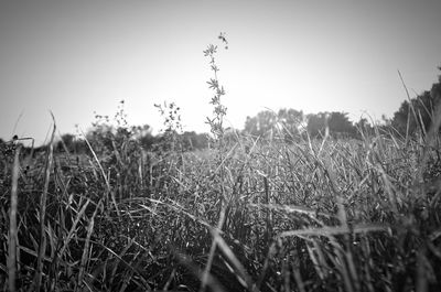 Close-up of plants on field against clear sky