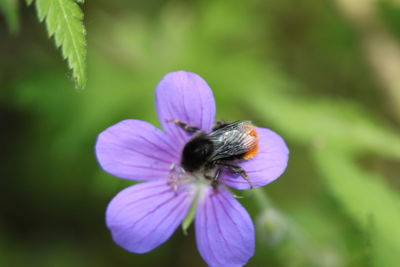 Close-up of honey bee pollinating on purple flower