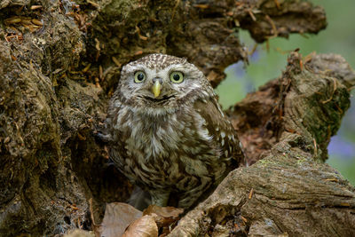 Close-up portrait of owl perching on tree