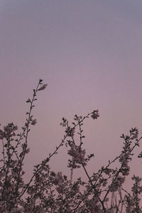 Low angle view of pink flowering plant against clear sky