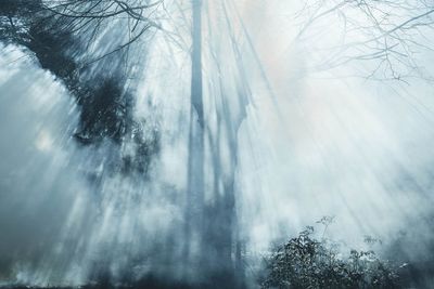 Panoramic view of trees in forest during winter